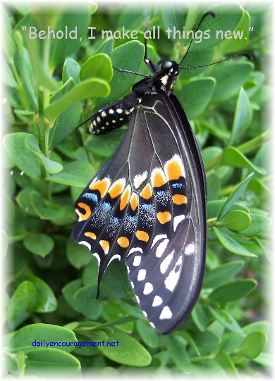Photo of baby butterfly