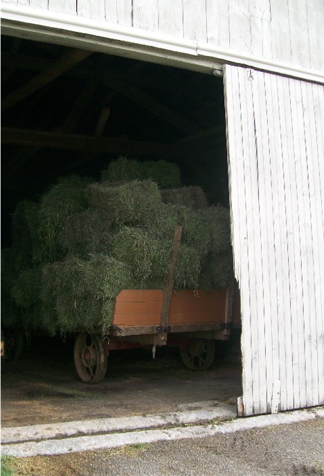 Alfalfa bales on wagon in Amish barn