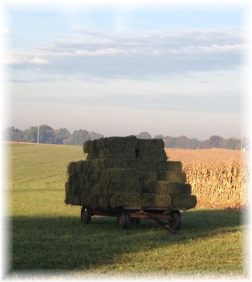 Amish alfalfa wagon 10/22/15