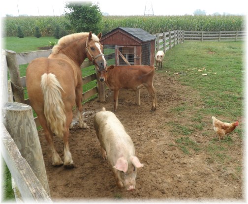 Amish barnyard animals