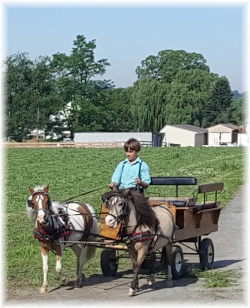 Amish boy with miniature ponies 6/8/17