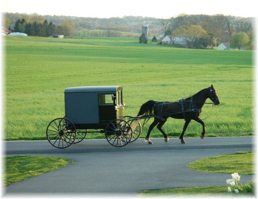 Amish horse and buggy scene (photo by Doris High)