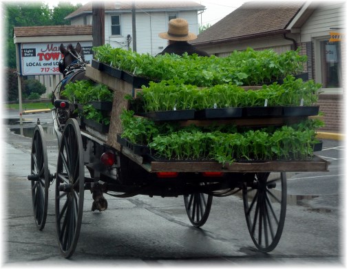 Amish buggy hauling plants 5/16/13