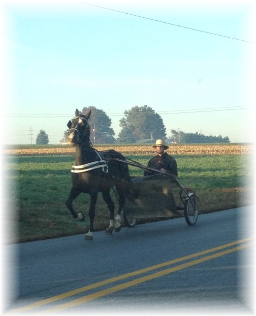 Amish man on cart 10/22/15