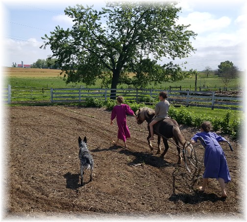 Amish children working garden 5/12/16