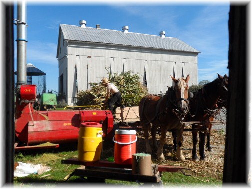 Amish corn harvest 2012