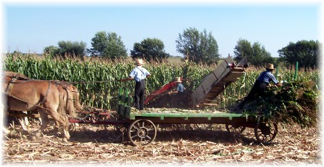 Amish corn harvest, Lancaster County, PA