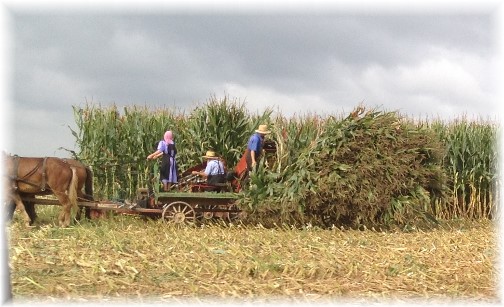 Amish corn harvest, Lancaster County, PA 10/2/14