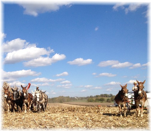 Amish corn harvest in Lancaster County 10/15/15