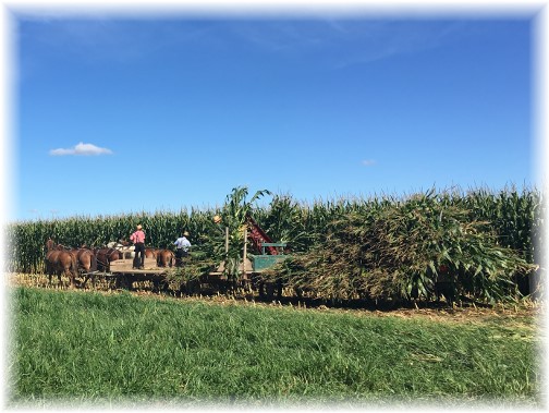 Amish corn harvest 9/2/16