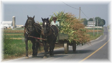 Amish corn wagon, Lancaster County, PA 9/2/10