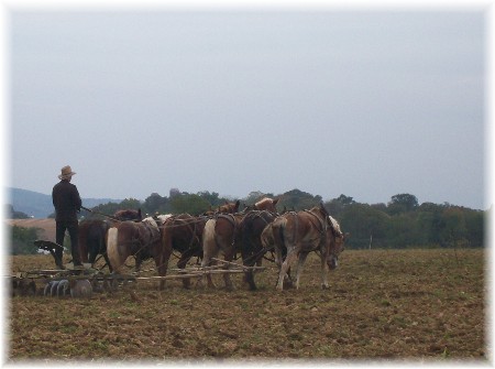 Amish team and fall field work