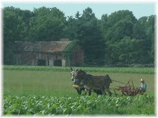 Amish farmer in Lancaster County PA 7/8/14