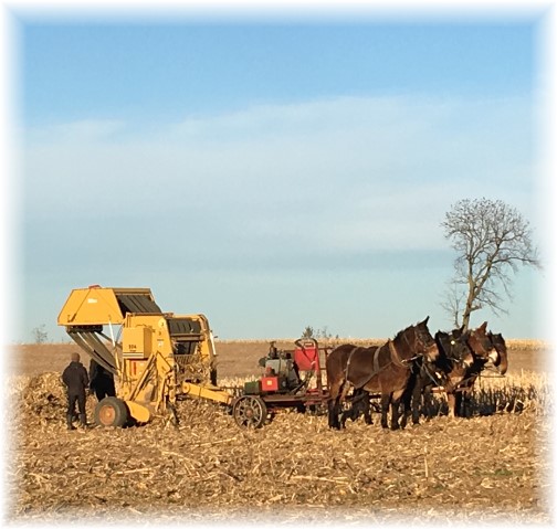 Amish field work, Lancaster County, PA 11/17/17 (Click to enlarge)