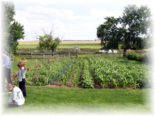 Amish garden