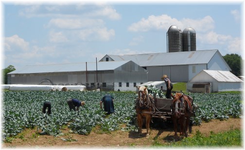 Amish family harvest, Long Lane, Lancaster County PA 6/15/13
