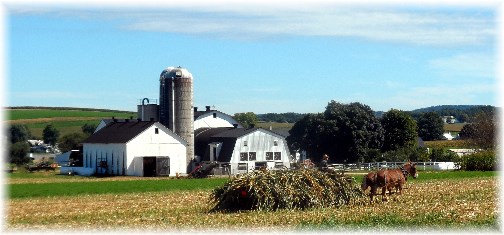 Amish harvest scene