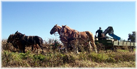 Amish harvest teams near Strasburg PA