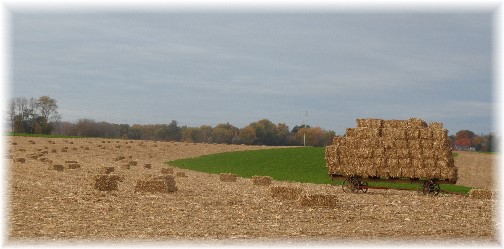 Amish hay field 11/6/13
