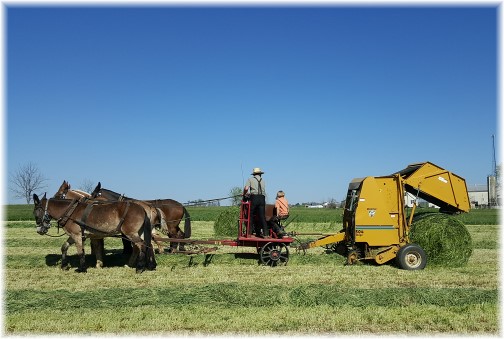 Amish hay harvest 4/20/16