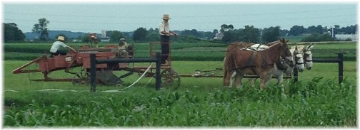 Amish hay harvest 6/25/15