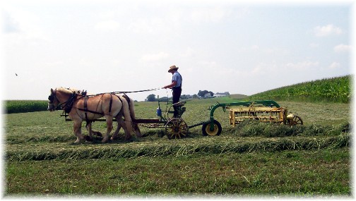 Amish hay raking 8/18/11
