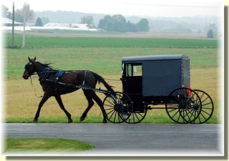 Amish horse and buggy (Photo by Doris High)