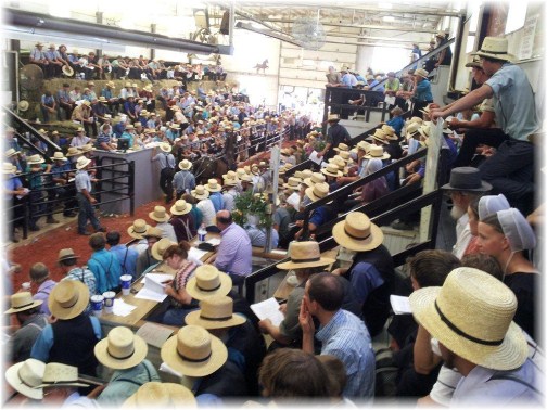 Amish horse auction (Photo by Lee Smucker)