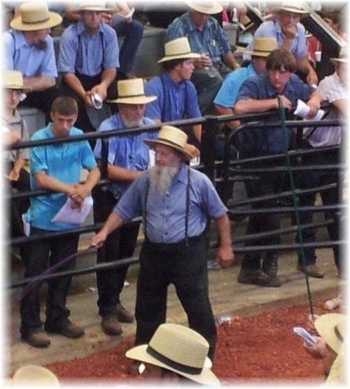 Amish horse auction (photo by Lee Smucker)