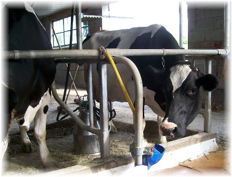 Milking the Amish way