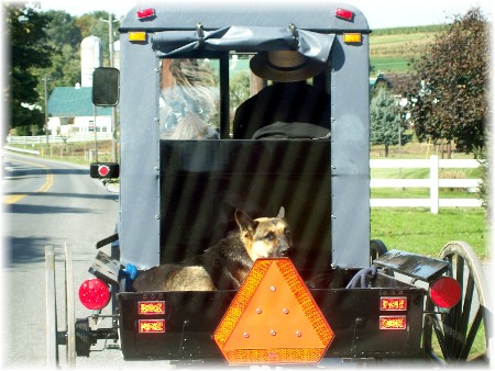 Amish pick-up with dog
