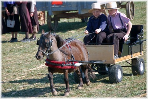 Amish pony ride