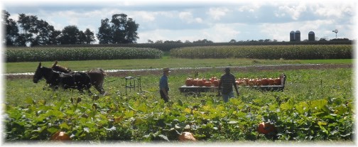 Amish pumpkin harvest (click for larger photo)
