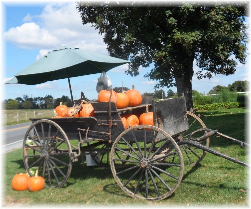 Amish wagon with pumpkins
