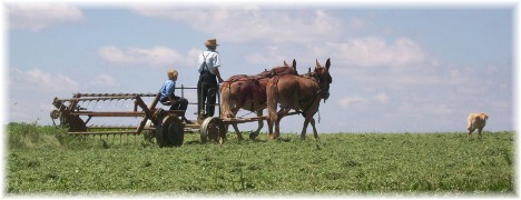 Amish raking hay