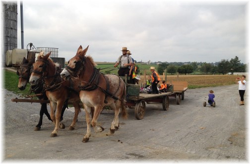 Amish children riding to school on wagon 9/11/14