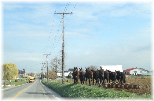 Amish seven mule tilling team near Bird In Hand PA 4/23/15