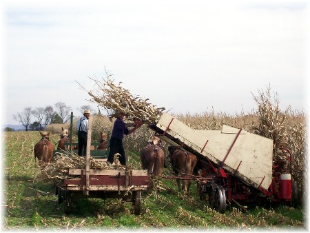 Amish harvesting corn silage
