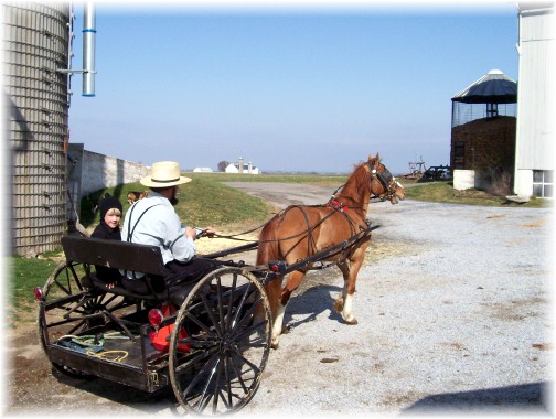 Amish spring wagon