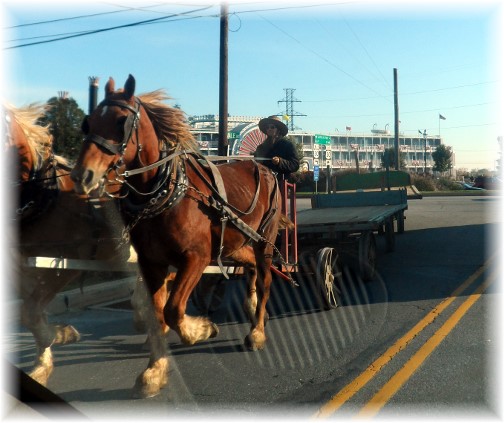 Amish tandem wagons 10/25/13