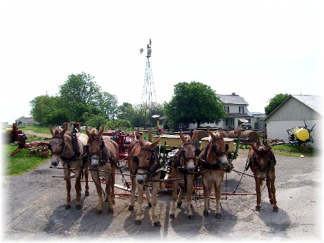 Amish team for corn planting