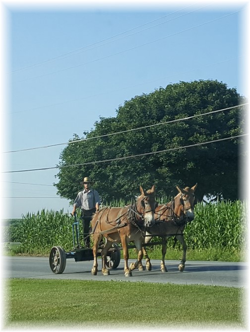 Amish team on Strasburg Pike