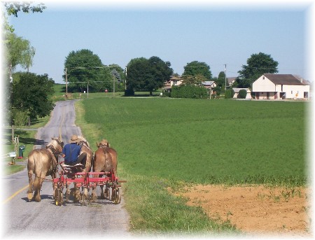Amish Team cultivating corn