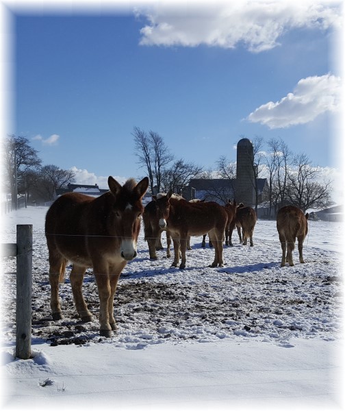 Amish team horses in snow 2/11/16 (Click to enlarge)