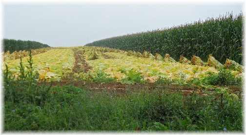 Amish tobacco harvest with shocks