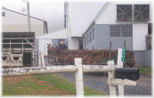 Amish tobacco wagons 12/6/11