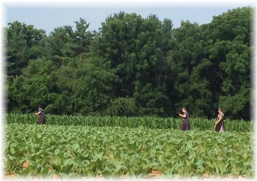 Amish women working in field in Lancaster County PA 7/8/14