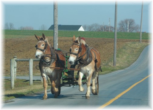 Amish work team in Lancaster County PA 3/13/13