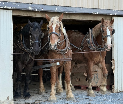 Backing team into barn