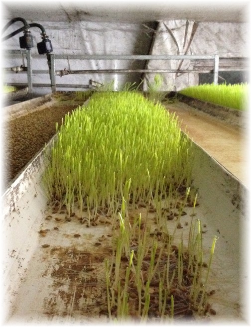 Barley sprouts grown as feed on Amish dairy farm
